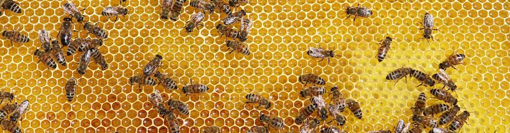 how does Anomaly Detection work?
